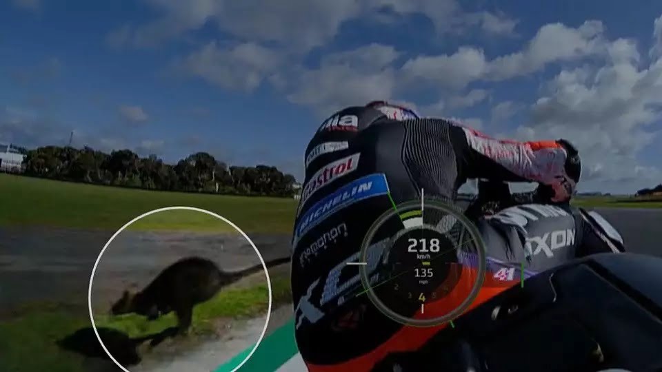 MotoGP Australie J1 VIDEO : quand Aleix Espargaró frôle à 220 km/h un wallaby de 20 kilos